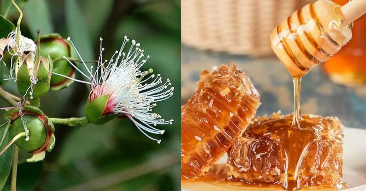 খলিশা ফুলের মধু