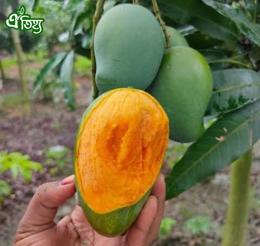 আম্রপালি আম