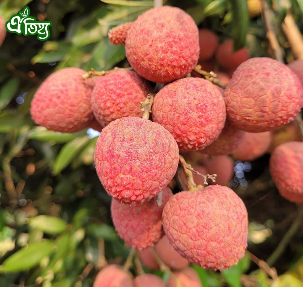 বেদানা লিচু ৫০ পিস
