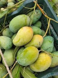 আম্রপালি আম - Amrapali Mango 5 Kg
